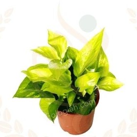 تصویر پتوس طلایی 