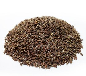 تصویر بذرک سیاه 