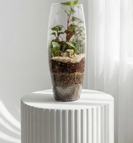 تصویر تراریوم خمره ای کد 8011 