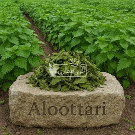 تصویر گزنه ممتاز 