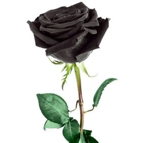 تصویر گل رز دودی 