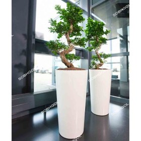 تصویر بونسای طرح S مدل BS29 