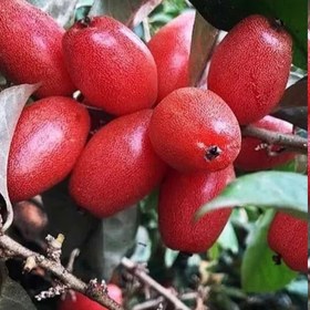 تصویر نهال سنجد ژاپنی 