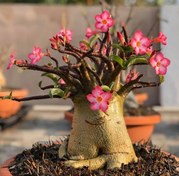 تصویر 5 عدد بذر آدنیوم تای سوکاترانوم - Adenium Socotranum 