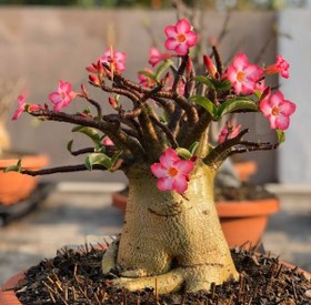 تصویر 5 عدد بذر آدنیوم تای سوکاترانوم - Adenium Socotranum 