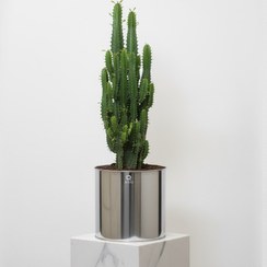 تصویر افوربیا تریگونا سبز گلدان استیل 