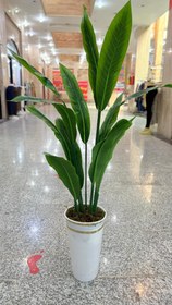 تصویر درختچه ی پرنده بهشتی 