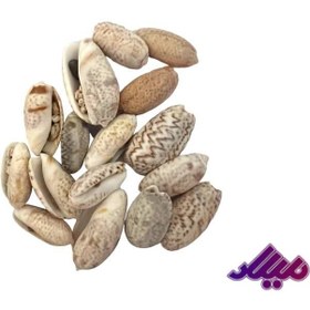 تصویر صدف کد 1170055 