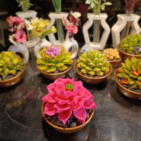 تصویر کاکتوس صورتی 