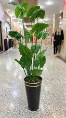 تصویر درختچه ی بابا ادم 