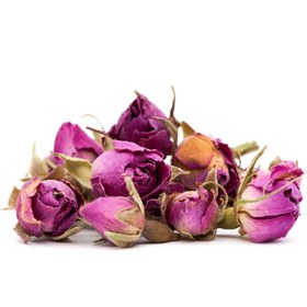 تصویر غنچه گل محمدی 