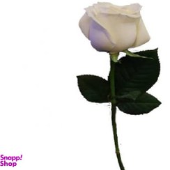 تصویر شاخه گل رز هلندی سفید 
