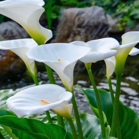 تصویر بذر گل شیپوری سفید 5 عددی 