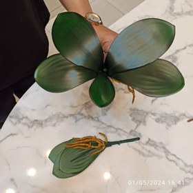 تصویر برگ و ریشه ارکیده 16106 