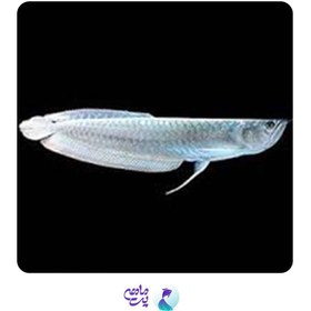 تصویر آروانا سیلور سایز ۱۶ تا ۲۰ سانتیمتر 