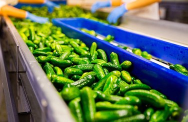 تصویر خط تولید خیارشور و ترشیجات خط تولید و بسته بندی خیارشور