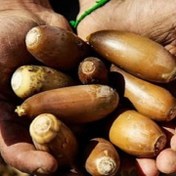 تصویر بلوط - زاگرس - بلوط تازه 