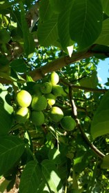 تصویر نهال گردو فرنور 