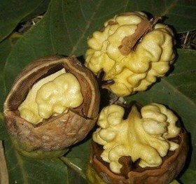 تصویر گردو خشک درجه یک1404 