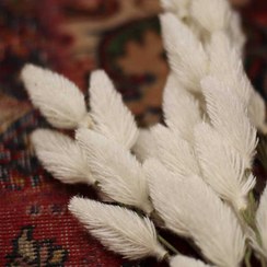 تصویر دم روباهی 