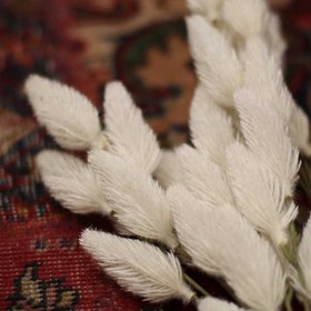 تصویر دم روباهی 