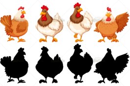 تصویر وکتور مرغ و خروس 