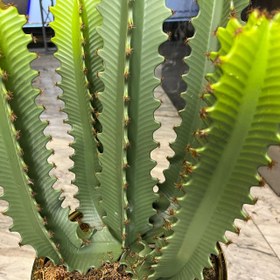 تصویر درختچه‌ کاکتوس مصنوعی 