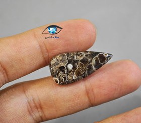 تصویر فسیل توریتلا اشکی 3.7 گرم 