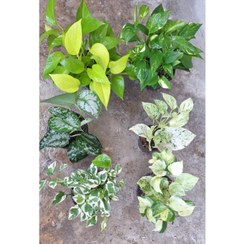 تصویر پک اقتصادی شش عددی پتوس ارتشی، منجولا، ساتین ، ابلق، مرمری، نئون 