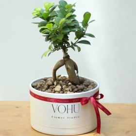 تصویر گلدان بنسای فیکوس 