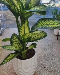 تصویر خرید دیفن باخیا برای تزئین دکوراسیون داخل استودیوهای عکاسی 