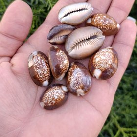 تصویر صدف سیپرا (لاکپستی) کوچک 