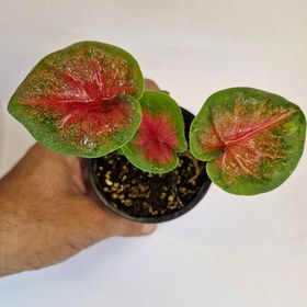 تصویر گیاه کالادیوم قرمز 