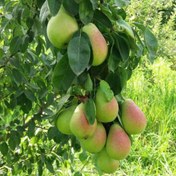 تصویر نهال گلابی اسپادانا 