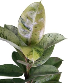 تصویر فیکوس ببری 