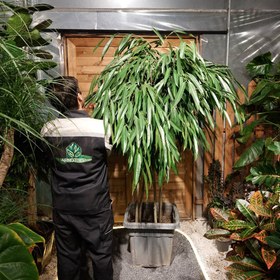 تصویر آمستل کینگ 4 تنه 