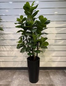 تصویر نهال گل فیکوس Ficus ornamental flower