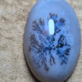 تصویر شجر قائن قواره دار 