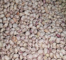 تصویر لوبیا چیتی ایرانی 