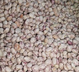 تصویر لوبیا چیتی ایرانی 