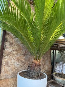 تصویر بونسای سیکاس 