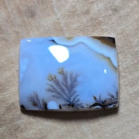 تصویر شجر قائن 