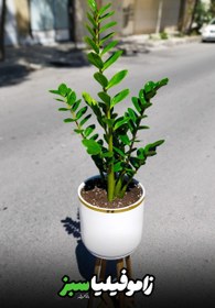 تصویر زاموفیلیا سبز 