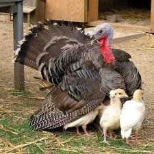 تصویر بوقلمون ارگانیک (سلامت محور) 