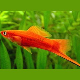 تصویر سوارتیل معمولی 