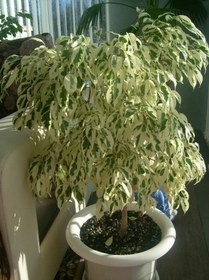 تصویر بنجامین ابلق 