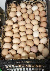 تصویر تخم مرغ تک زرده فله ۱۸۰ عدد 