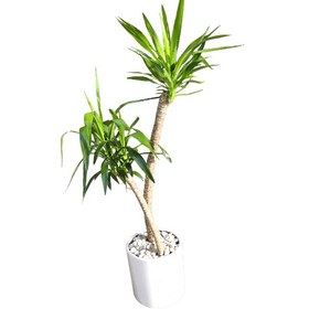 تصویر گیاه آپارتمانی یوکا 