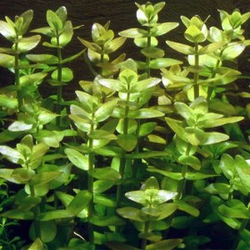 تصویر گیاه آبزی آکواریوم پلنت باکوپا کارولینا Bacopa Caroliniana(پک 4 شاخه) 