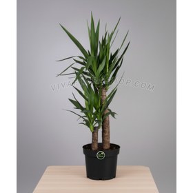تصویر گیاه یوکا با گلدان پلاستیکی 